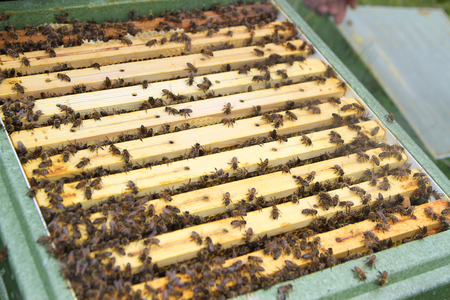 Honey Bees and honeycombs in a bee hive