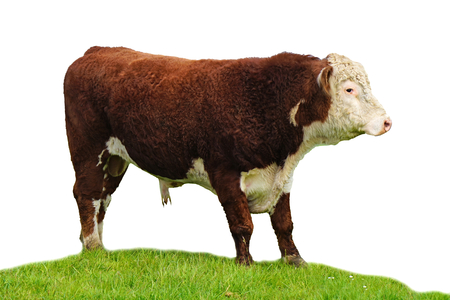 Hereford bull  .の写真素材