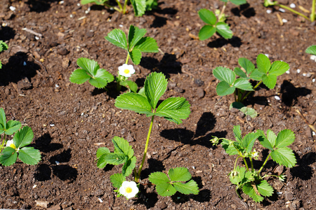 Strawberry plants growing in the gardenの写真素材