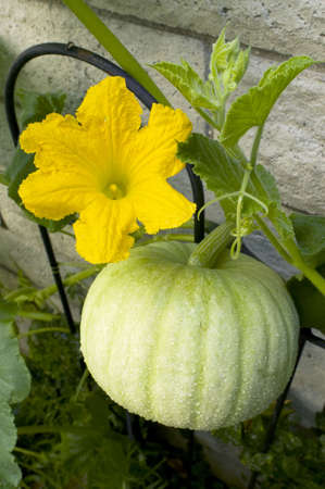 Pumpkin, green, and a yellow blossom in full bloom in a garden.の写真素材