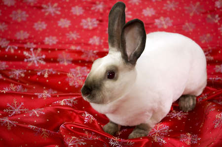 White mini rex rabbit on red satin material decorated with snowflakes.の写真素材