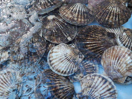 Sea comb in the fish market in the city of Dalian. China.