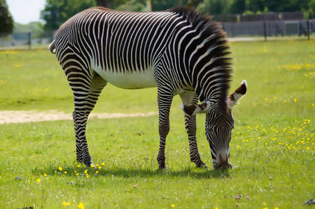 Zebra Feeding