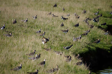Lots Of Lapwings