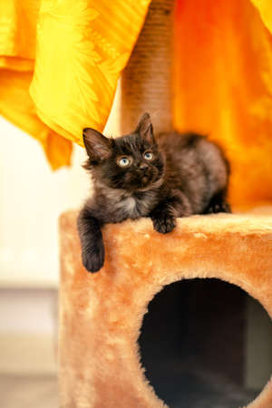 Black kitten near his house. age 1 monthの写真素材