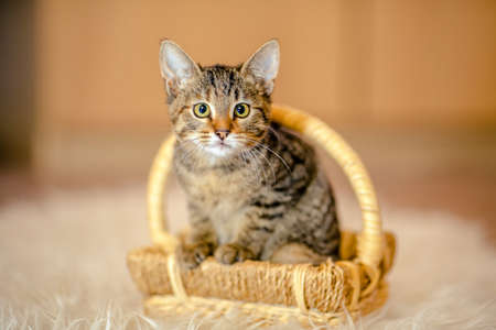 Motley kitten sitting in a basket, looking forward. Age of 2 months.の写真素材