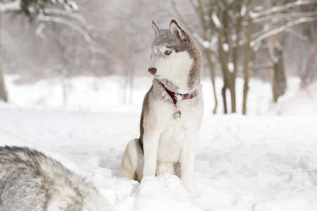 Laika in the snow. Winterの写真素材