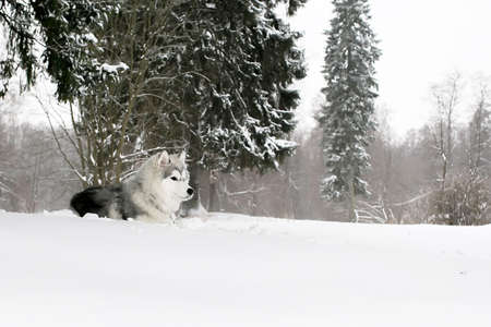 the husky puppy laying in snow
