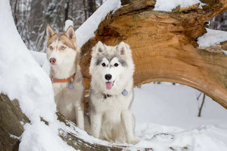 two beautiful young dogs in a snowy forest. husky. puppiesの写真素材