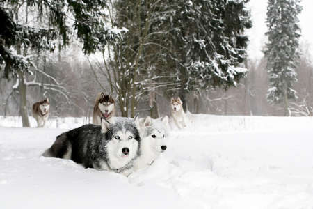 A pack of huskies in a snowy forest