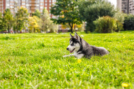 the husky puppy laying in the grassの写真素材