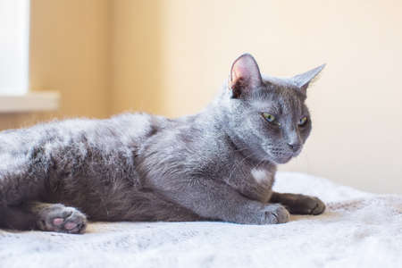 The Russian blue cat. is on the tableの写真素材