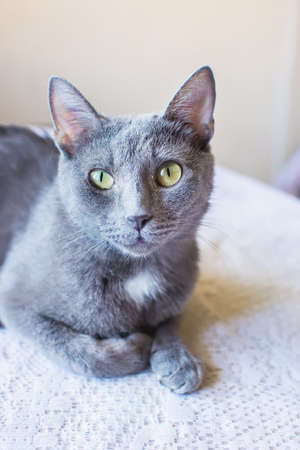portrait Russian blue cat. is on the tableの写真素材