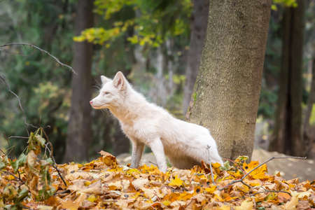 white Fox hunts in the autumn forest.
