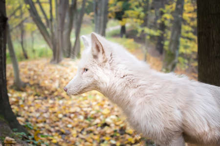 portrait of white Fox in the autumn forest.