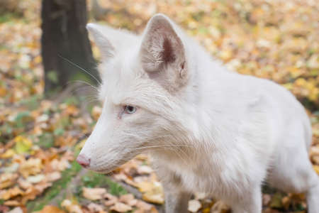 portrait of white Fox in the autumn forest.の写真素材