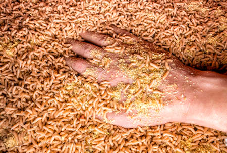 Hand with a handful of white maggots. a large pile of worms. fishing lureの写真素材