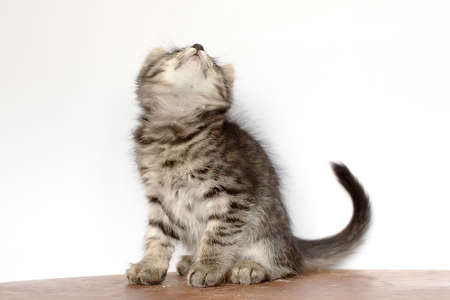 cute kitten is sitting on the floor. He plays and looks at the camera. Color mottled.の写真素材