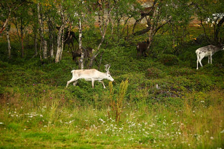 A beautiful buck in the wild. Leo, Summer. Big horns. A flock of deer grazing on the grassの写真素材
