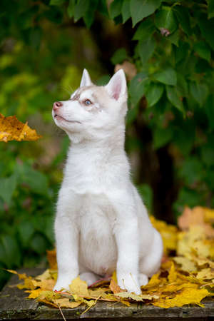 Beautiful fluffy husky puppy sitting on a background of green leavesの写真素材
