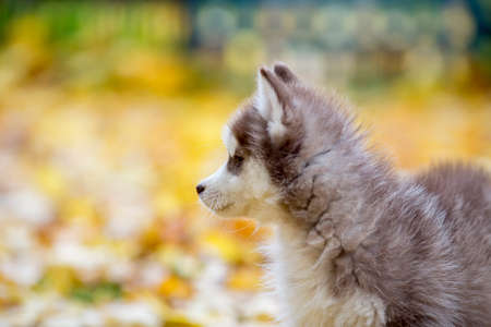 Beautiful bushy puppy hussy view from the sideの写真素材
