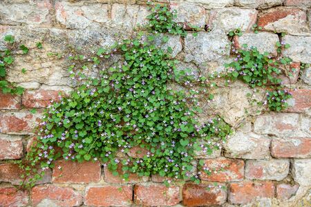 green grass grows on a stone wallの写真素材