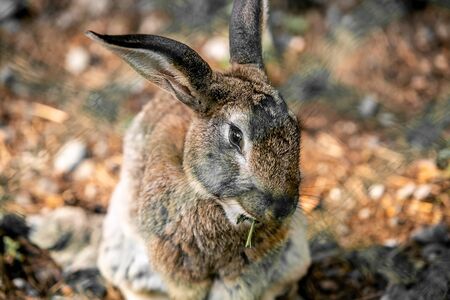 Gray hare in green grass.