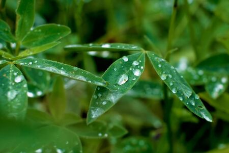 drops of dew on green leavesの写真素材