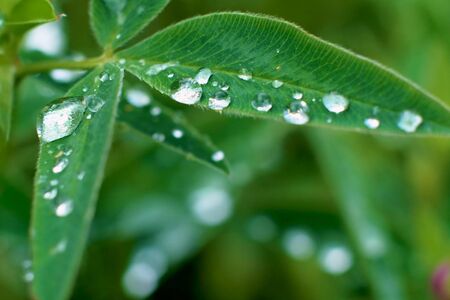 huge drops of dew on green leaves. near plan. macroの写真素材