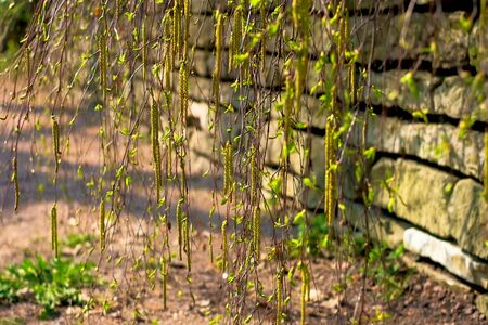 Spring earrings with birch pollen. Birch earrings bloom against a stone wall, yellow blooming earrings in early spring. swinging in the windの写真素材