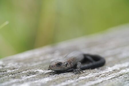 A large black lizard sits on an old wooden board. Wildlife.