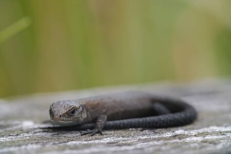Old wooden horizontal boards with remains of cracked green blue paint. Little brown lizard on the...