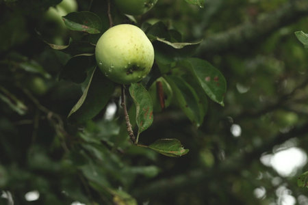 men's hands pluck a green apple from a branchの写真素材