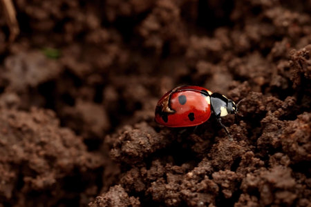 a ladybug crawls quickly over the dug-up black earth. close-up macro