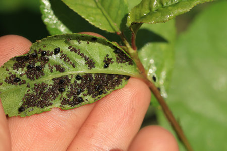 large group of black aphids on a green leaf. Summer.
