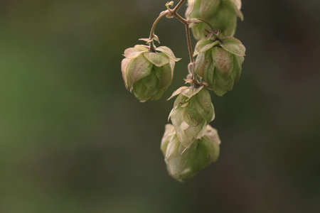 Hop cones close-up.
