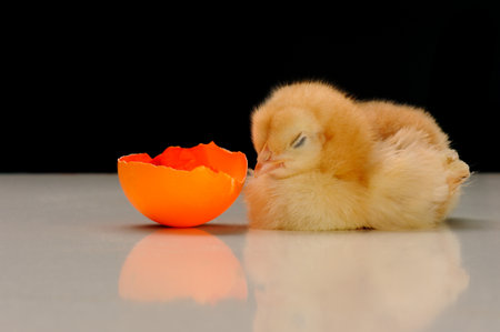 Little chicken and egg isolated on a black background. studio shot.の写真素材