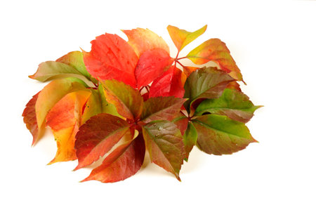 Autumn leaves isolated on white background. Red, green and yellow leaves.