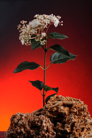 Sambucus nigra plant with flowers on a red backgroundの写真素材