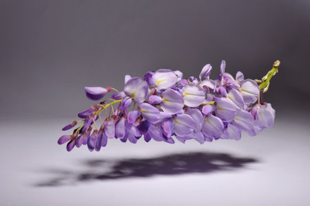 Purple wisteria flowers on a gray background. studio shot.の写真素材