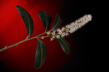 Close up of a branch with a white flower on a red background