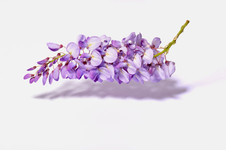 Wisteria flowers isolated on white background. Purple wisteria flowers.の写真素材