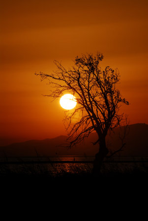 Silhouette of a tree at sunset on the lake with mountain backgroundの写真素材