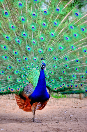 Beautiful peacock with feathers out in the zoo. selective focus.の写真素材