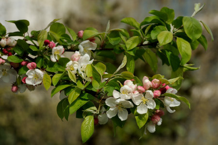 Apple blossom in spring, close-up of a branch with pink flowersの写真素材