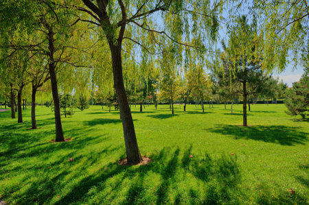 Green park with trees and grass on blue sky background. Spring landscapeの写真素材