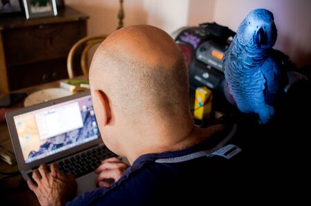 A curious exotic blue parrot is standing on the shoulder f a bald man typing on the keyboard of a computerの写真素材