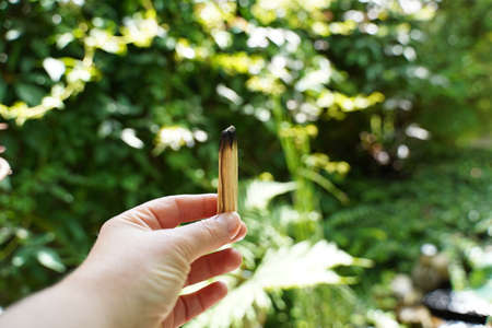 Female hand holding a burned palo Santo wood for creating good energy, green nature background.