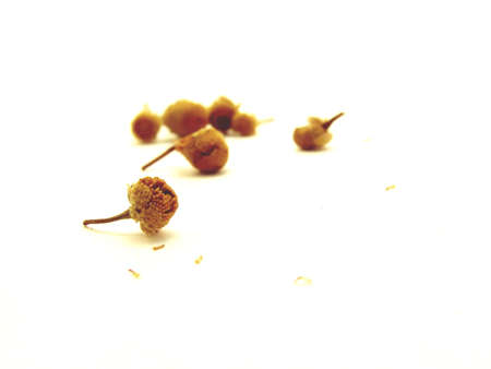 Close up image of dried chamomile flower buds, on white background.  Horizontal orientation.の写真素材