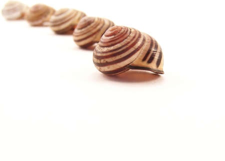 Image of empty striped snail shells in a curved line, on white.の写真素材